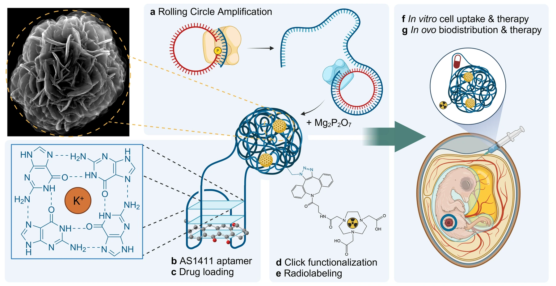 DNA-Nanostrukturen in der Cancer Drug Delivery – Übersichtsgrafik